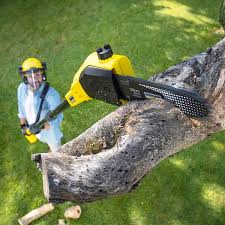 Why Choose Our Tree Removal Services in Somerton, AZ?