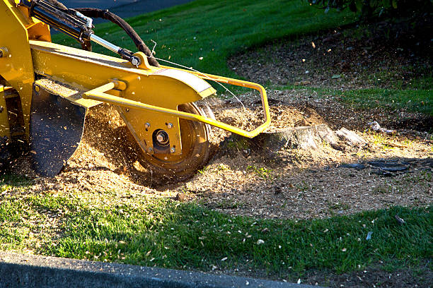 Mulching Services in Somerton, AZ