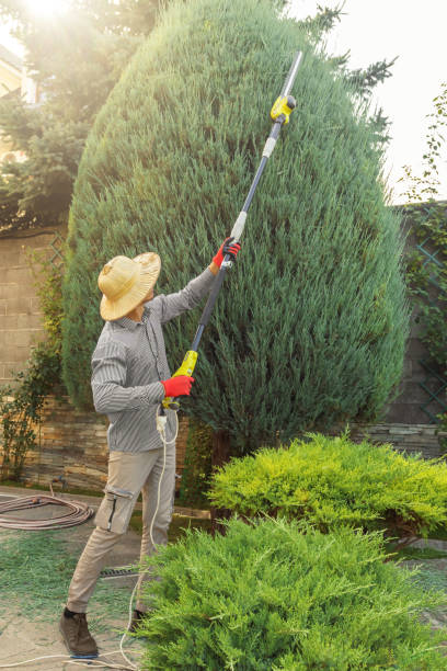 Reliable Somerton, AZ  Tree Services Solutions